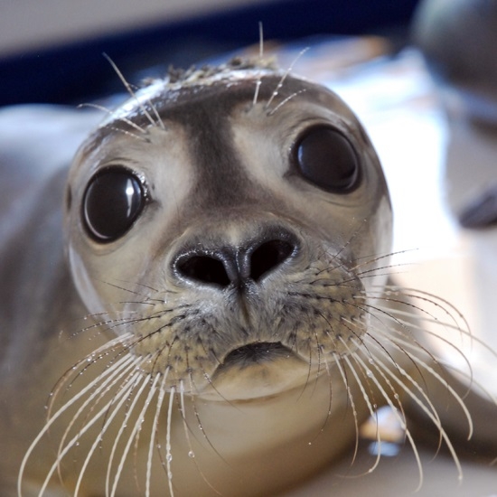 Marine Life Rescue