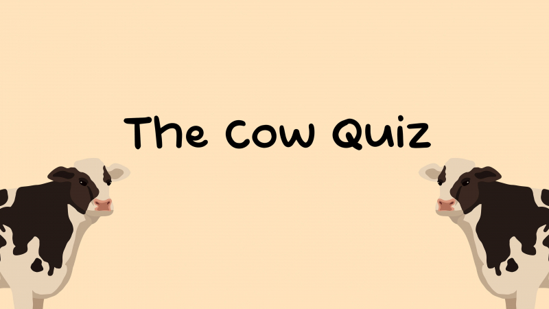 The Cow Quiz