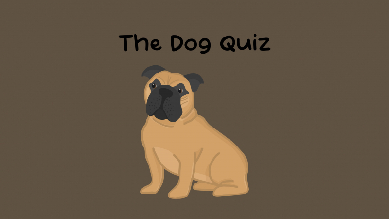 The Dog Quiz