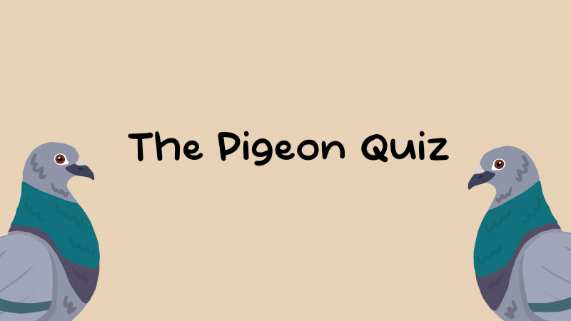The Pigeon Quiz
